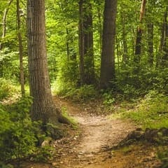 un chemin dans la forêt